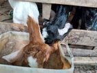 Baby Goats