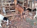 Goats kid's