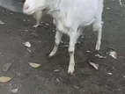 Goats Male