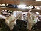 goats sanane