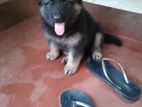 German Shepherd Puppy