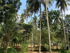 Godagama : 4 acres Coconut Land for Sale at Watareka