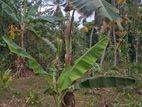 Godawela Land for Sale