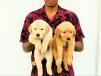 Golden Retriever Puppy