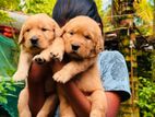Golden Retriever Puppies