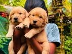 Golden Retriever Puppies