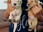 Golden Retriever Puppy