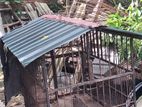Dog Cage