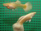 Gold Albino Guppy