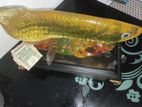 Gold Arowana Fish