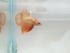 Gold/black Mamba Betta
