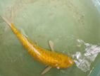 Gold Color 1 Feet Koi Fish