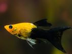 Gold Dust Molly Fish