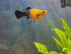 Gold Dust Molly Fish