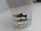Gold Dust Molly Fish