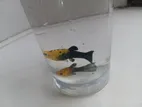 Gold Dust Molly Fish