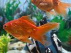 Gold Fish