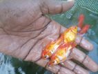 Gold Fish