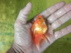 Gold Fish