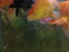 Gold Fish