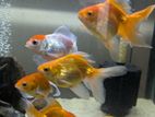 Gold Fish