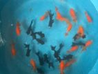 Gold Fish