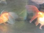 Gold Fish