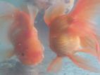 Gold Fish