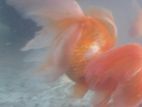 Gold Fish