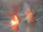 Gold Fish