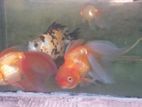 Gold Fish