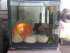 Gold Fish