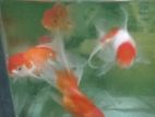 Gold Fish