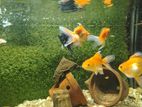 Gold Fish