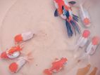 Gold fish