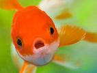 Gold Fish
