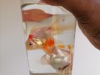 Gold Fish