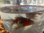 Gold Fish
