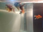 Gold Fish