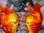 Gold Fish Oranda