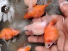 Gold Fish (Pearl scale)