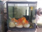 Gold Fish with Tank