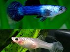 Blue Panda Guppy