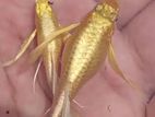 Gold Guppy Fish