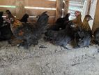 Gold Lace Bantam