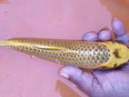 Gold Matsuba Kol Fish