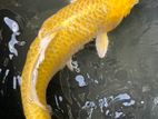 Gold Organ Koi 16 Inches