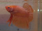 Gold Plaket Betta Fish