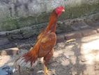 Gold Rooster