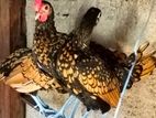 Gold Sebright Chicken